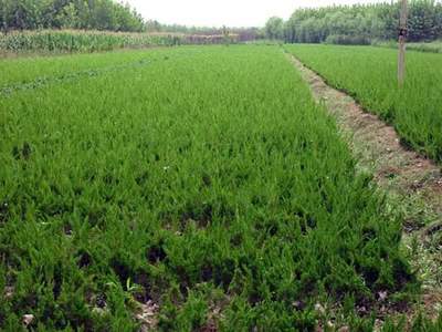 匠心苗圃，刺柏定制 从微型到巨型，总有一款适合您