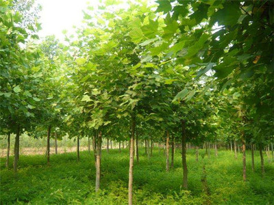 法桐基地 专业苗圃培育与一站式销售服务