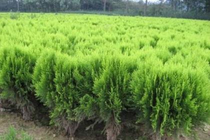 山西呈盛苗圃基地 专业苗木培育与一站式销售服务