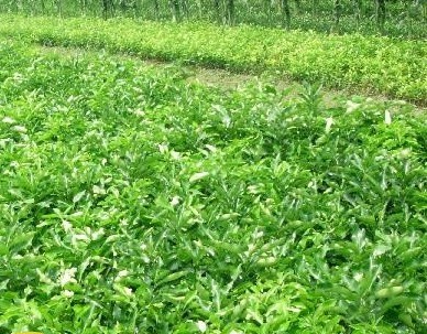 三红蜜柚苗圃指南 平和陈桂富蜜柚苗的价格与价值解析