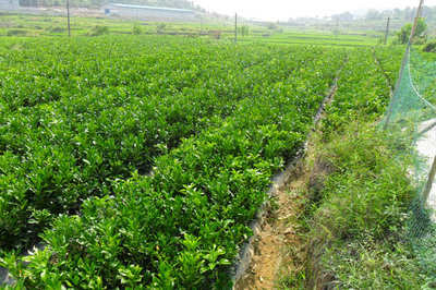 兰州苗木销售与苗圃培育 品质与实惠的完美结合