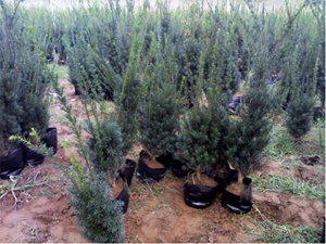 供应山东曼地亚红豆杉 泰安市泰山区红豆杉繁育推广中心——专业苗圃培育与销售