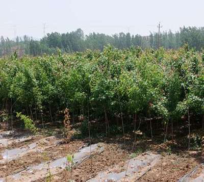 北京五角枫专业培育与销售 品质之选，绿化之美