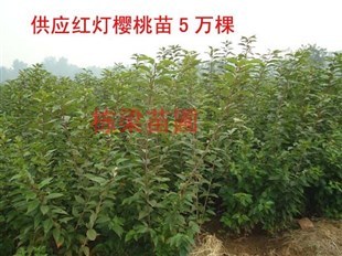 云南栋梁苗圃 专业培育，专供优质全红突围桃树苗