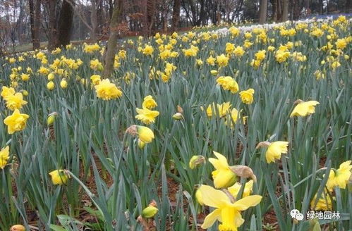 2018年2月苗圃可销售产品列表与培育销售指南