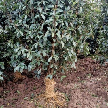 20公分金桂花树价格全解析 从苗圃培育到市场销售的深度洞察