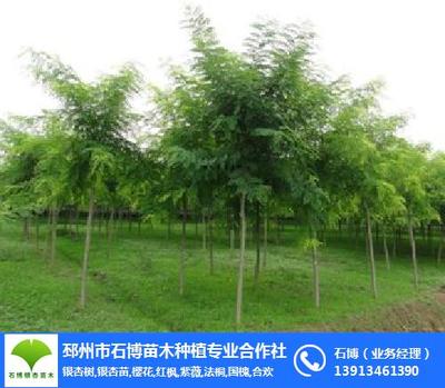 石博苗木 江苏邳州银杏树基地，专注苗圃培育与销售