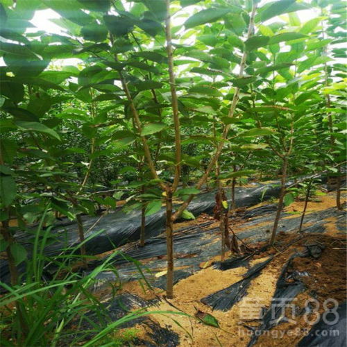 深耕品质，苗圃里的美早樱桃苗价值与价格透视