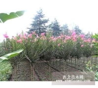 广玉兰 桂花 樟树 安徽省合肥市肥西苗圃第1页